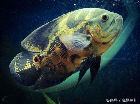 地圖魚飼養|地圖魚飼養標準，附常見混養方案與基本病症治療方法。